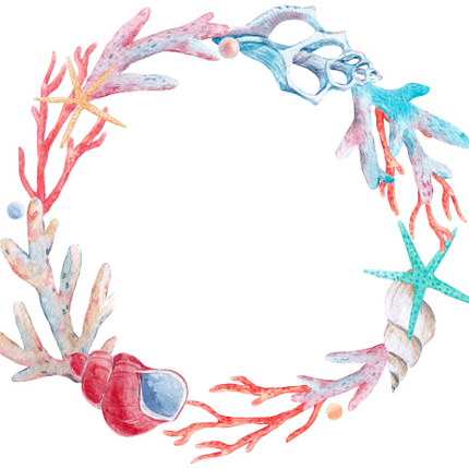 (s111-2D) Seashell Sea Shell Frame