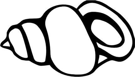 (s111-K) Sea Shell