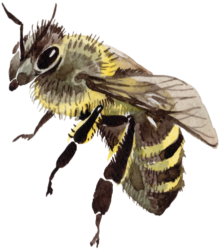 (s126-1-2B) Honey Bee