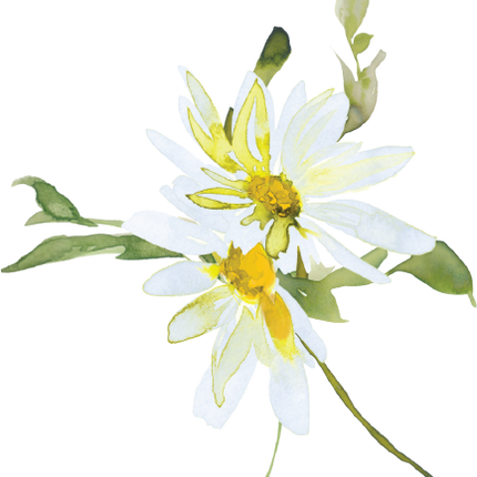 (270-05) White Daisy Daisies