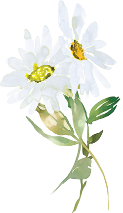 (270-05) White Daisy Daisies