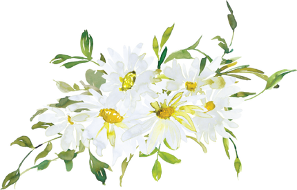 (270-05) White Daisy Daisies