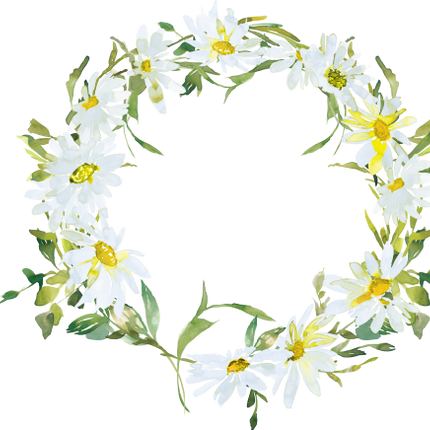 (270-05) White Daisy Daisies