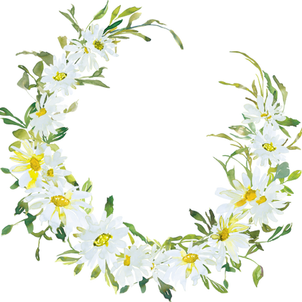 (270-05) White Daisy Daisies