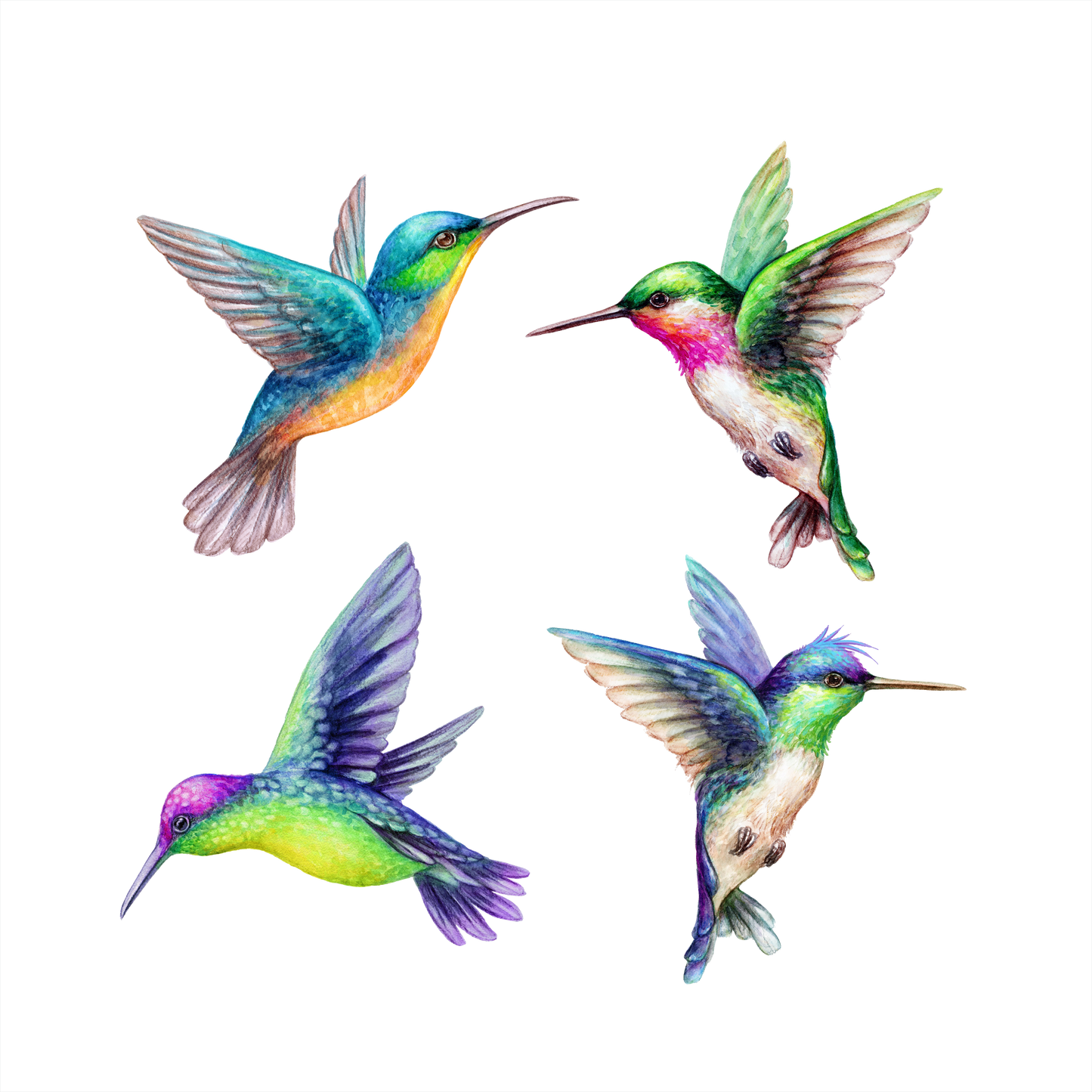 (s274-G2) Set of 4 Watercolor Tropical Hummingbirds hummers