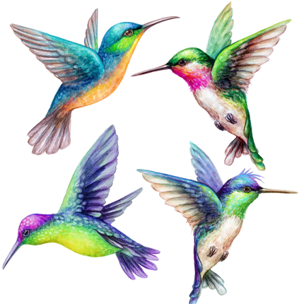 (s274-G2) Set of 4 Watercolor Tropical Hummingbirds hummers