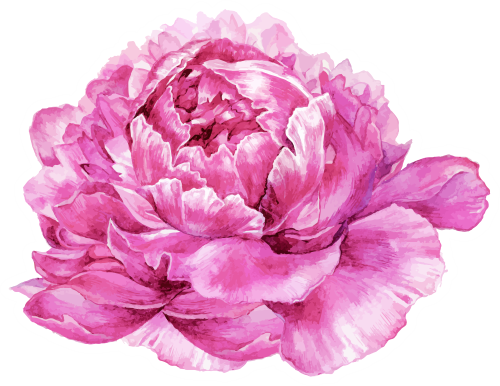 (396-03) Peonies