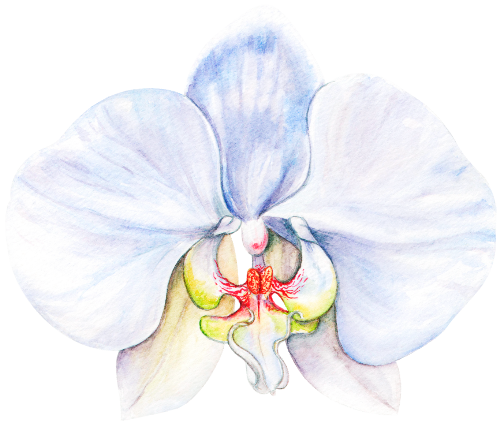 (407-02) White Orchids