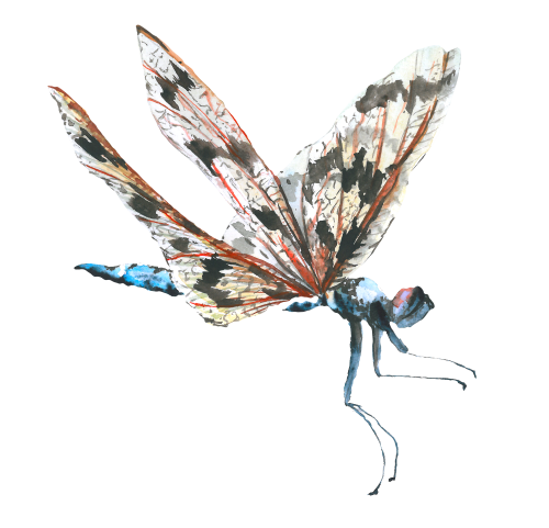 (s007-3F) Dragonfly