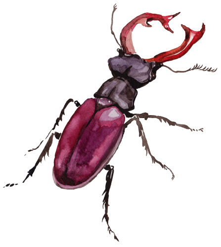 (s007-2U) Beetle