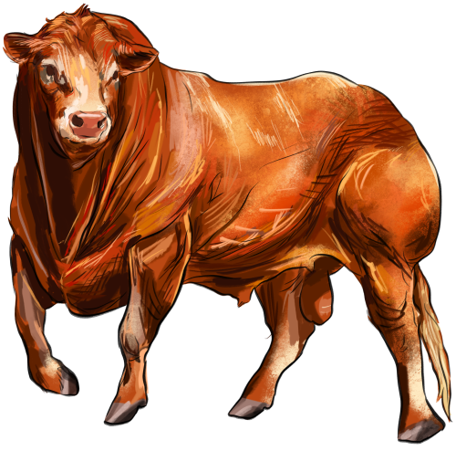(s098-5-2I) Cow