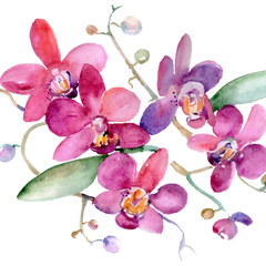 Collection image for: Flowers/Plants/Trees