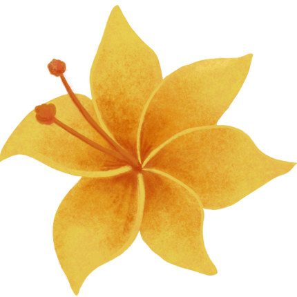 (s102-1-Q) Yellow Hibiscus