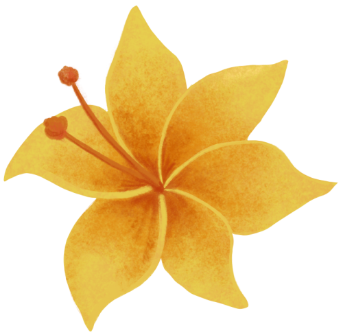 (s102-1-Q) Yellow Hibiscus