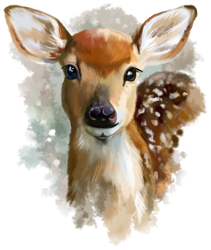 (s109-1-C) Deer Fawn