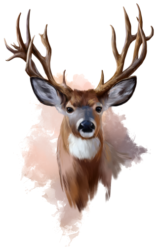 (s109-1-E) Deer Buck