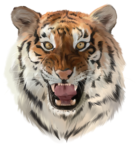 (s109-10-C) Tiger