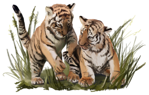 (s109-10-K) Tiger Cub