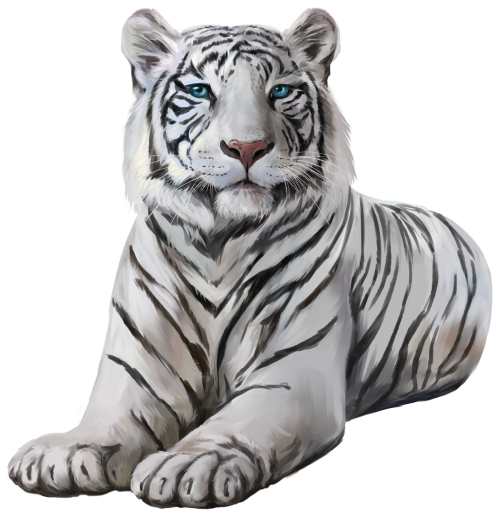 (s109-10-N) Siberian Tiger
