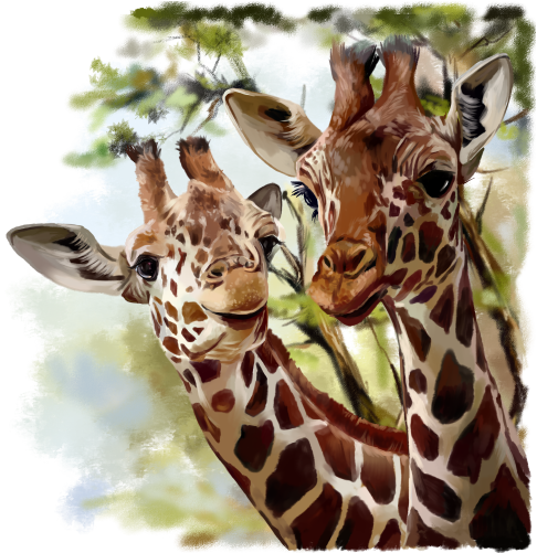 (s109-13-D) Giraffes