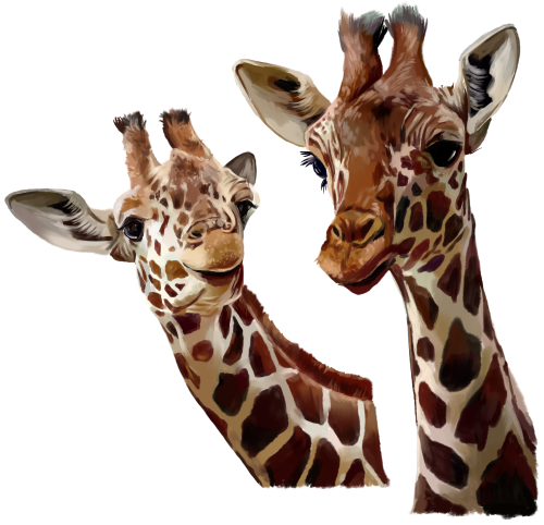 (s109-13-E) Giraffes
