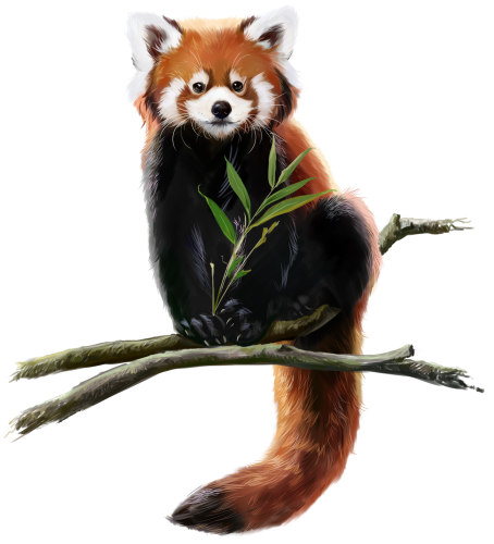 (s109-14-1B) Red Panda
