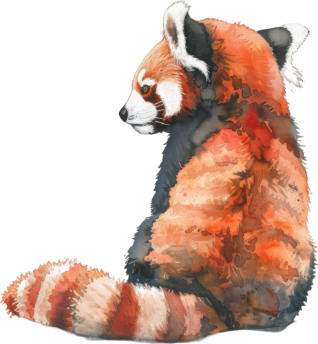 (s109-14-2L) Red Panda