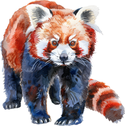 (s109-14-2X) Red Panda