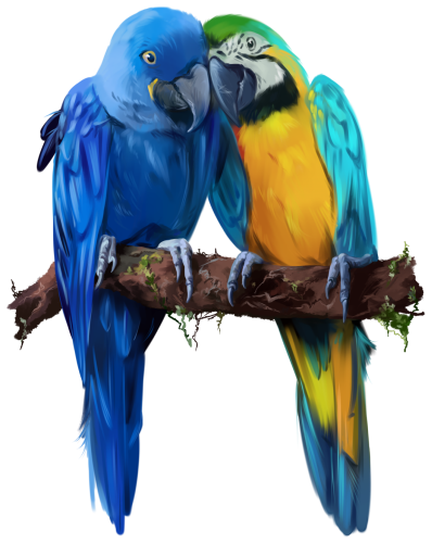 (s109-16-A) Macaws