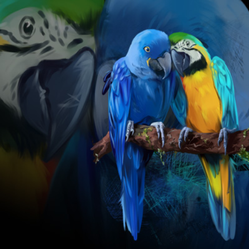 (s109-16-B) Blue Gold Hyacinth Macaw