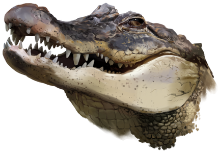 (s109-19-A) Aligator Crocodile
