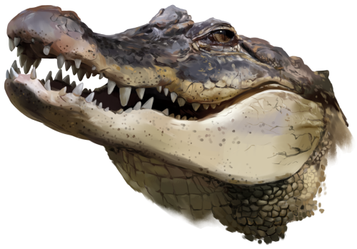 (s109-19-A) Aligator Crocodile