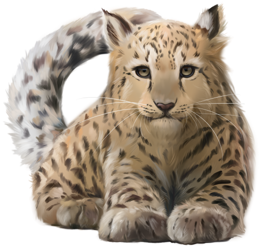 (s109-22-A) Leopard