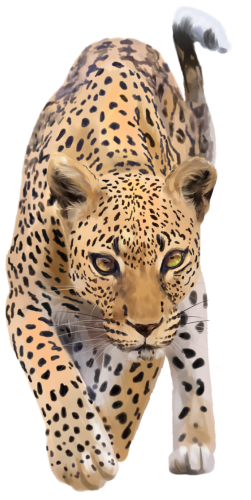(s109-22-D) Cheetah