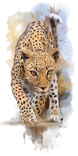 (s109-22-E) Cheetah