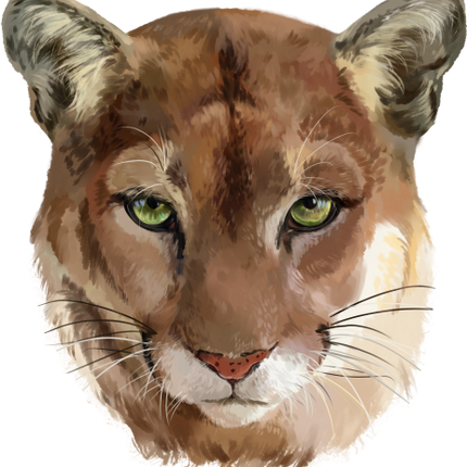 (s109-24-B) Cougar Mountain Lion