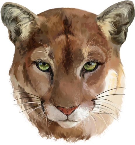 (s109-24-B) Cougar Mountain Lion