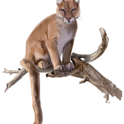 (s109-24-E) Cougar Mountain Lion