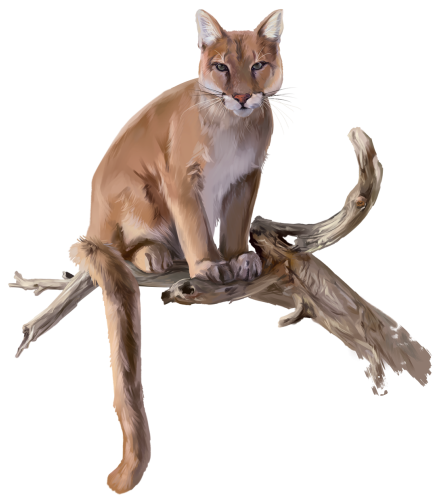 (s109-24-E) Cougar Mountain Lion