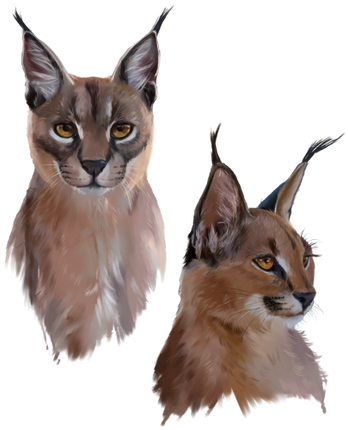 (s109-26-A) Caracals