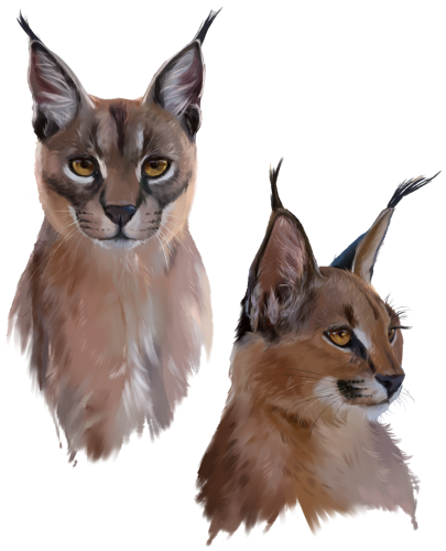 (s109-26-A) Caracals