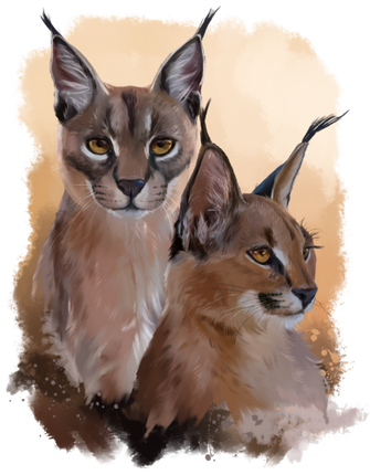 (s109-26-B) Caracals