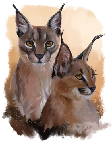 (s109-26-B) Caracals