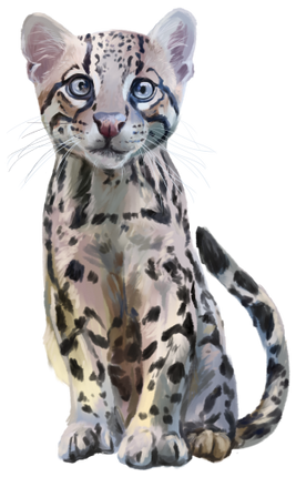 (s109-29-A) Ocelot