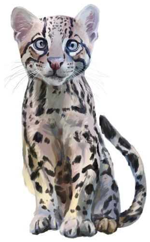 (s109-29-A) Ocelot