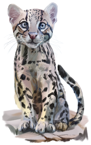 (s109-29-B) Ocelot