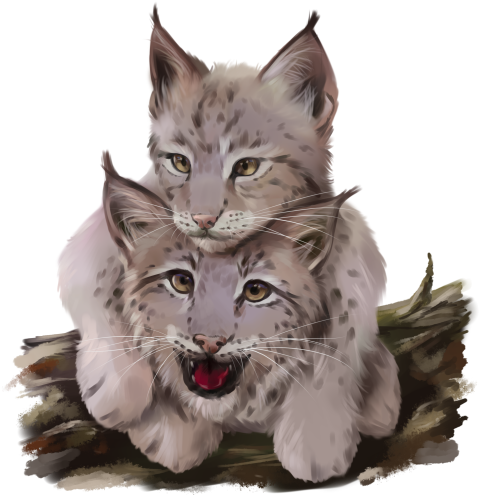 (s109-30-A) Lynx Mama & Baby