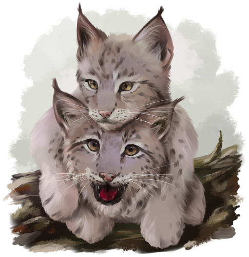 (s109-30-B) Lynx Mama & Baby