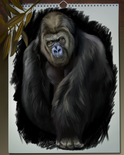 (s109-36-B) Gorilla