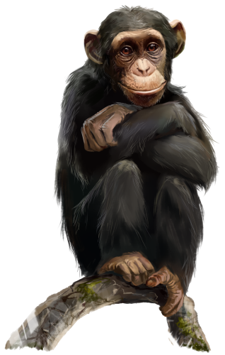 (s109-36-D) Chimp